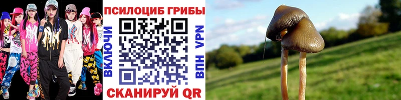 где купить   Фатеж  Псилоцибиновые грибы ЛСД 